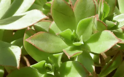 Aeonium Decorum ‘Cooperi’