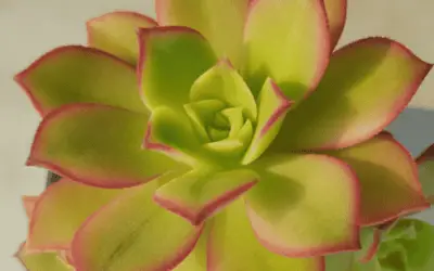 Aeonium Decorum F. Variegata