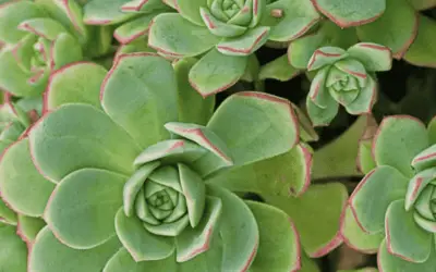 Aeonium Decorum Var. Guarimarense