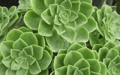 Aeonium Goochiae