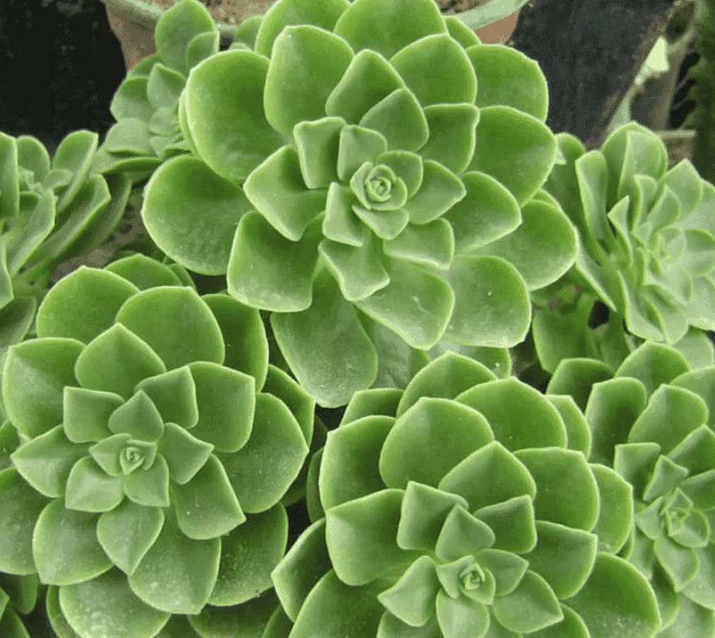 Aeonium Goochiae (Care Guide With Pictures)- Succulents Network