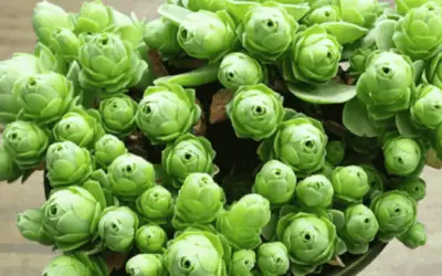 Aeonium Dodrantale ‘Greenovia Dodrantalis’