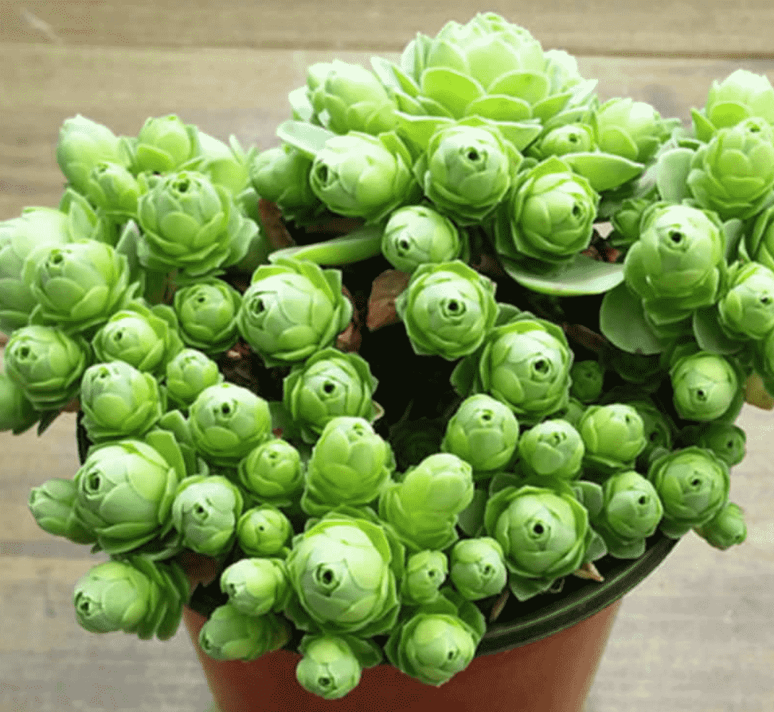 Aeonium Dodrantale 'Greenovia Dodrantalis'