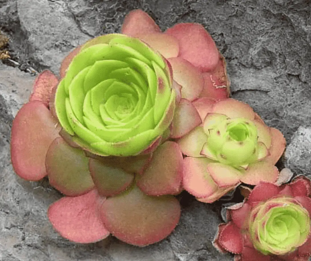 Aeonium Glandulosum 'Disc Houseleek'