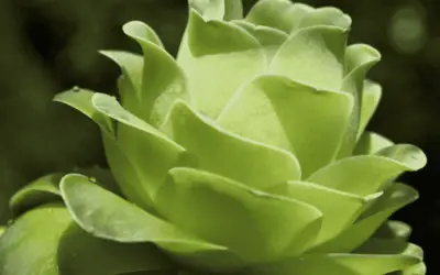 Aeonium Diplocycla ‘Gigantea’