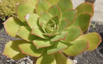 Aeonium Lancerottense