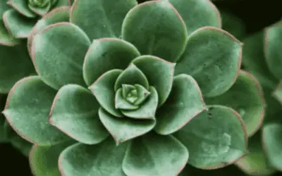 Aeonium Haworthii ‘Pinwheel’