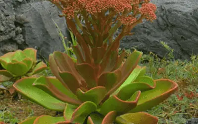 Aeonium Nobile ‘Noble Aeonium’