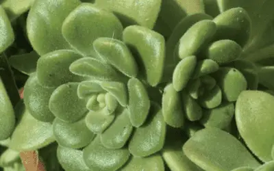 Aeonium Lindleyi