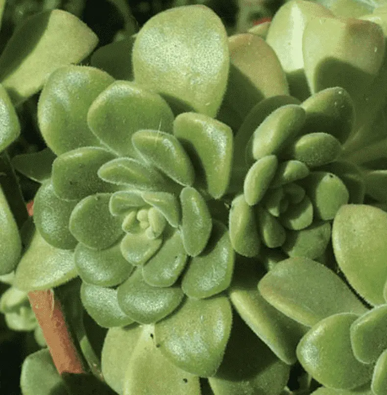 Aeonium Lindleyi