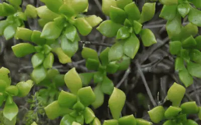 Aeonium Lindleyi Subsp. Viscatum