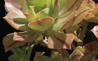 Aeonium Leucoblepharum