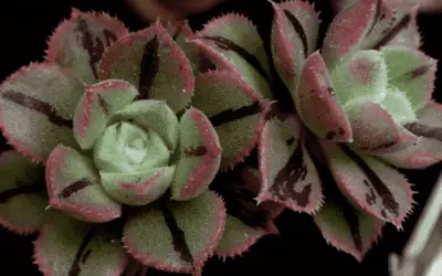 Aeonium Mascaense