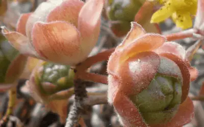 Aeonium Saundersii ‘Martian Heads Aeonium’