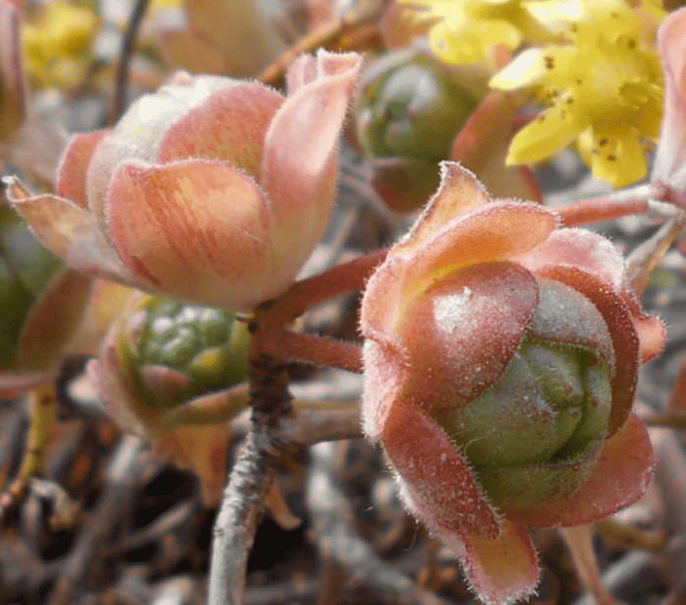 Aeonium Saundersii 'Martian Heads Aeonium'