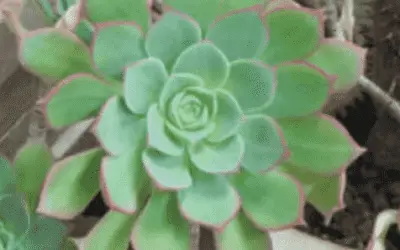 Aeonium Percarneum