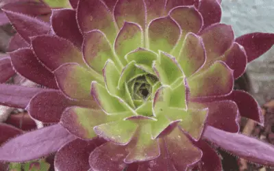 Aeonium Simsii X ‘Zwartkop’