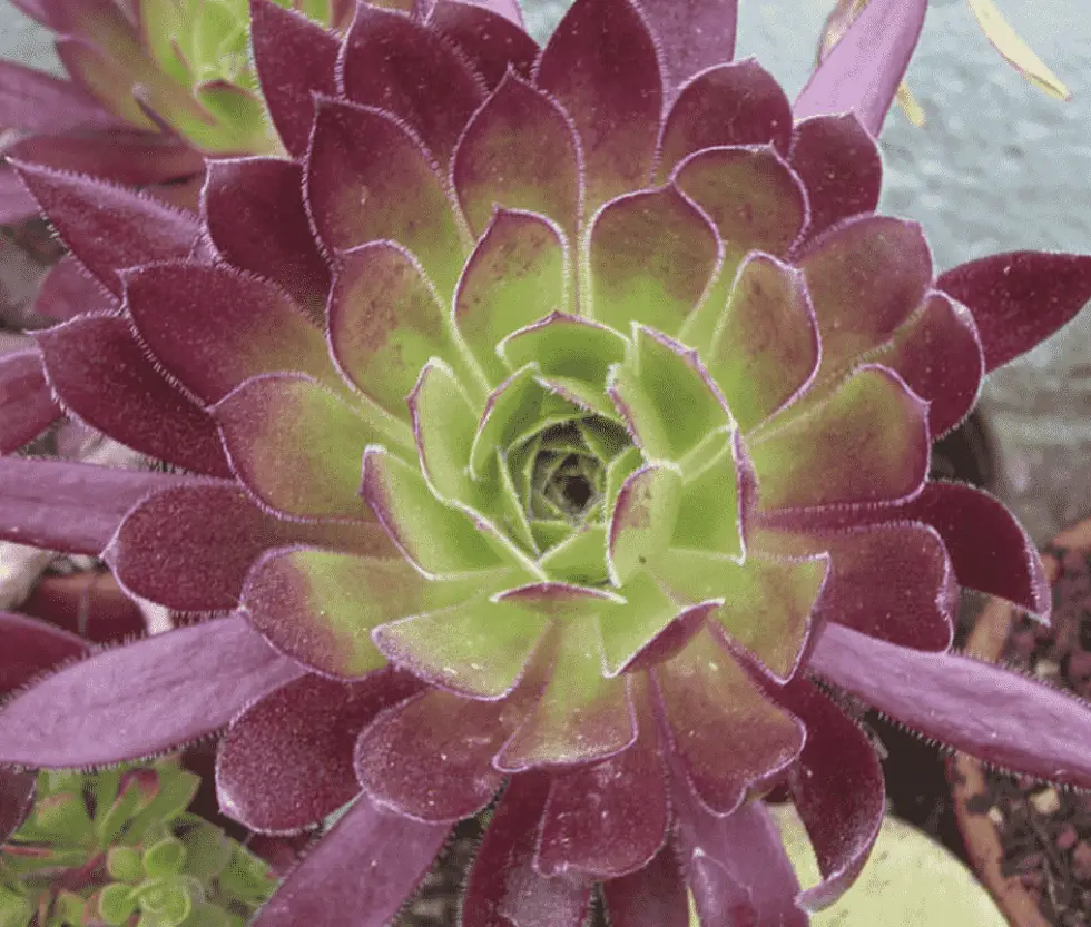 Aeonium Simsii X ‘Zwartkop’ (Care Guide) - Succulents Network