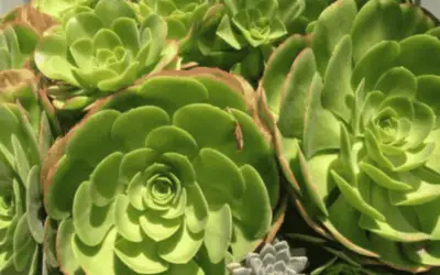 Aeonium Urbicum ‘Saucer Plant’