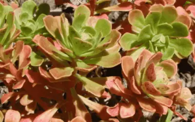 Aeonium Spathulatum