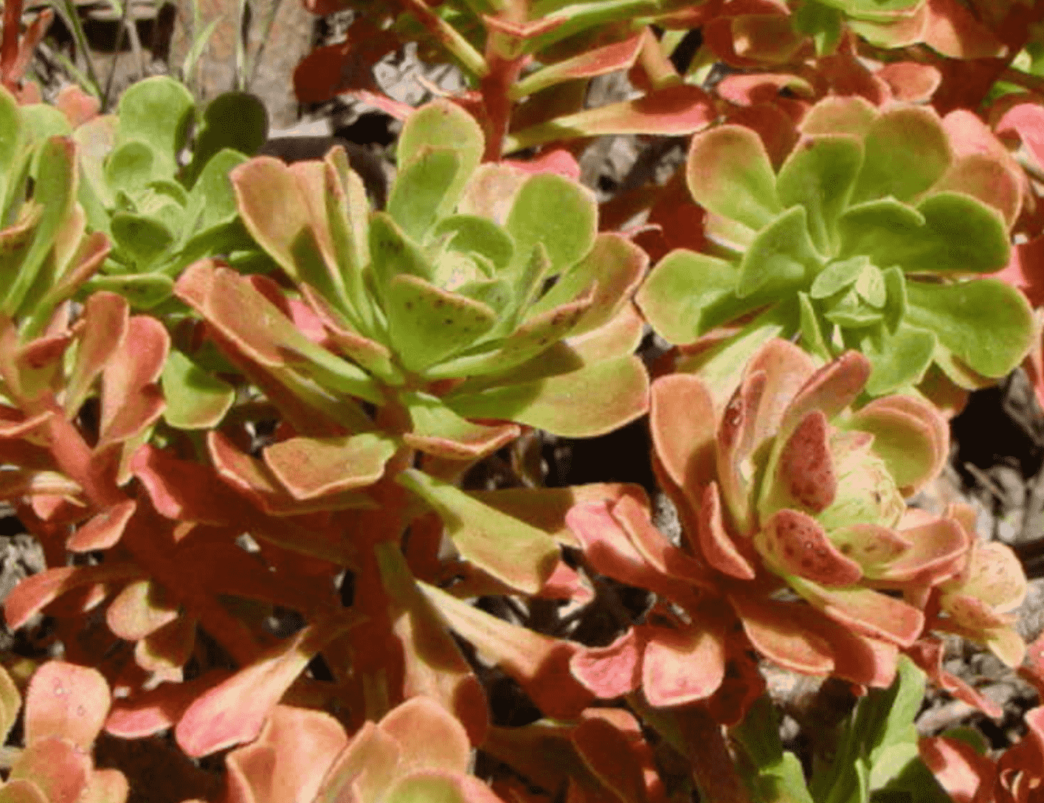 Aeonium Spathulatum