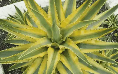 Agave ‘Cornelius’