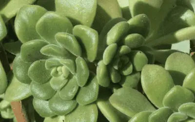 Aeonium Viscatum