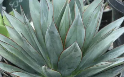 Agave ‘Blue Glow’