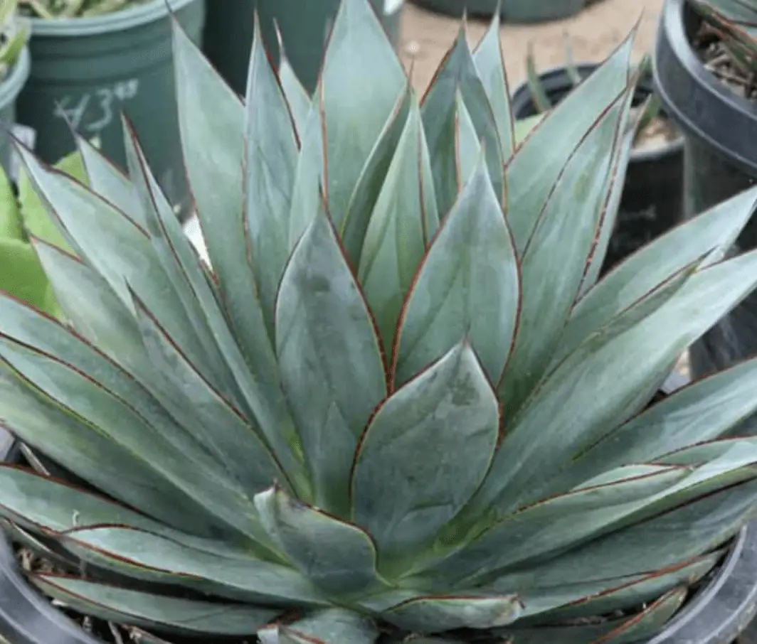 Agave ‘Blue Glow’