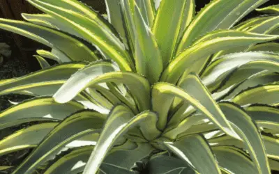 Agave ‘Joe Hoak’