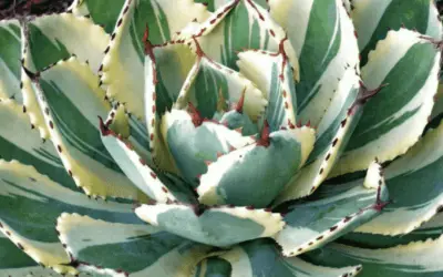 Agave ‘Desert Diamond’