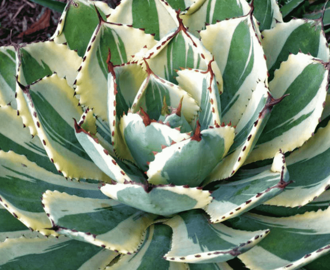 Agave 'Desert Diamond'