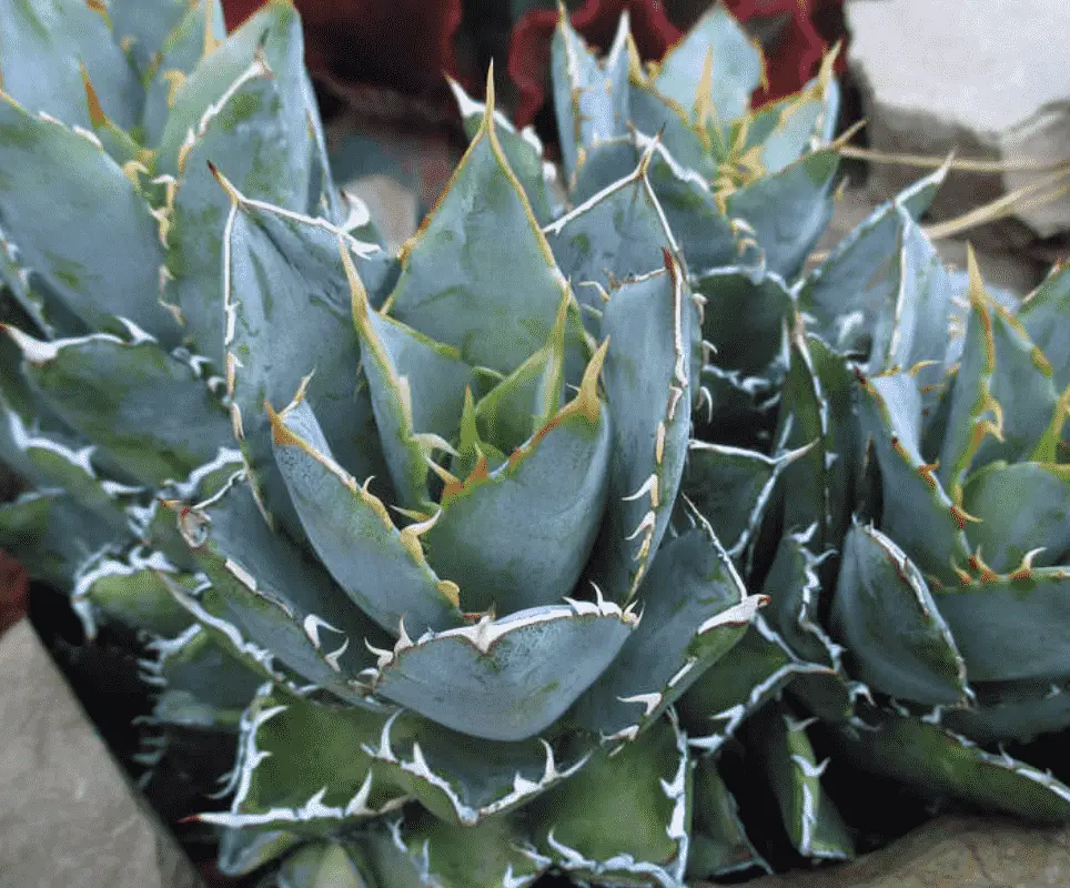 Agave 'Filigree'