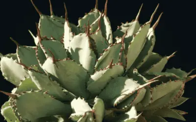 Agave ‘Cubic’