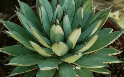 Agave ‘Green Steel’