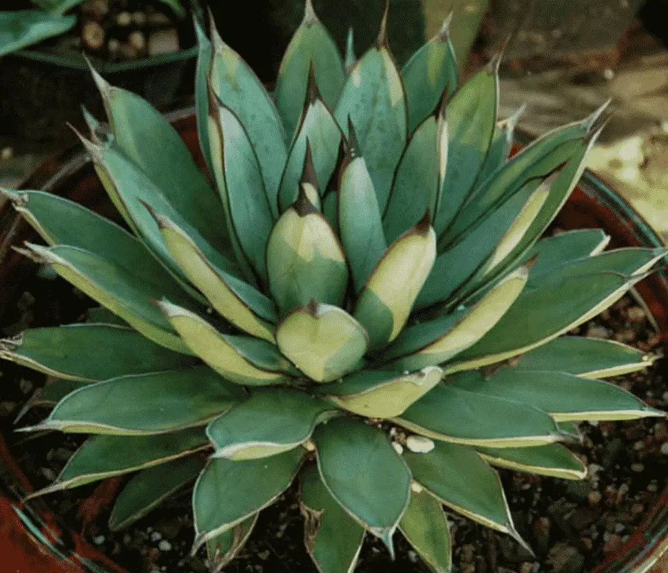 Agave 'Green Steel'