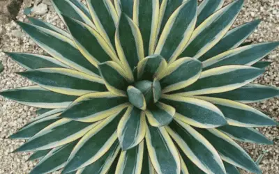 Agave ‘Snow Glow’