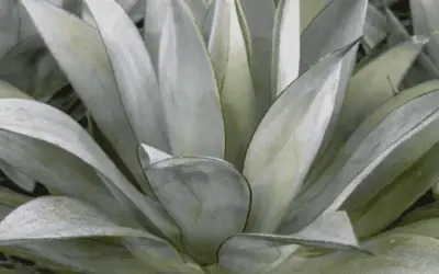 Agave ‘Moonshine’