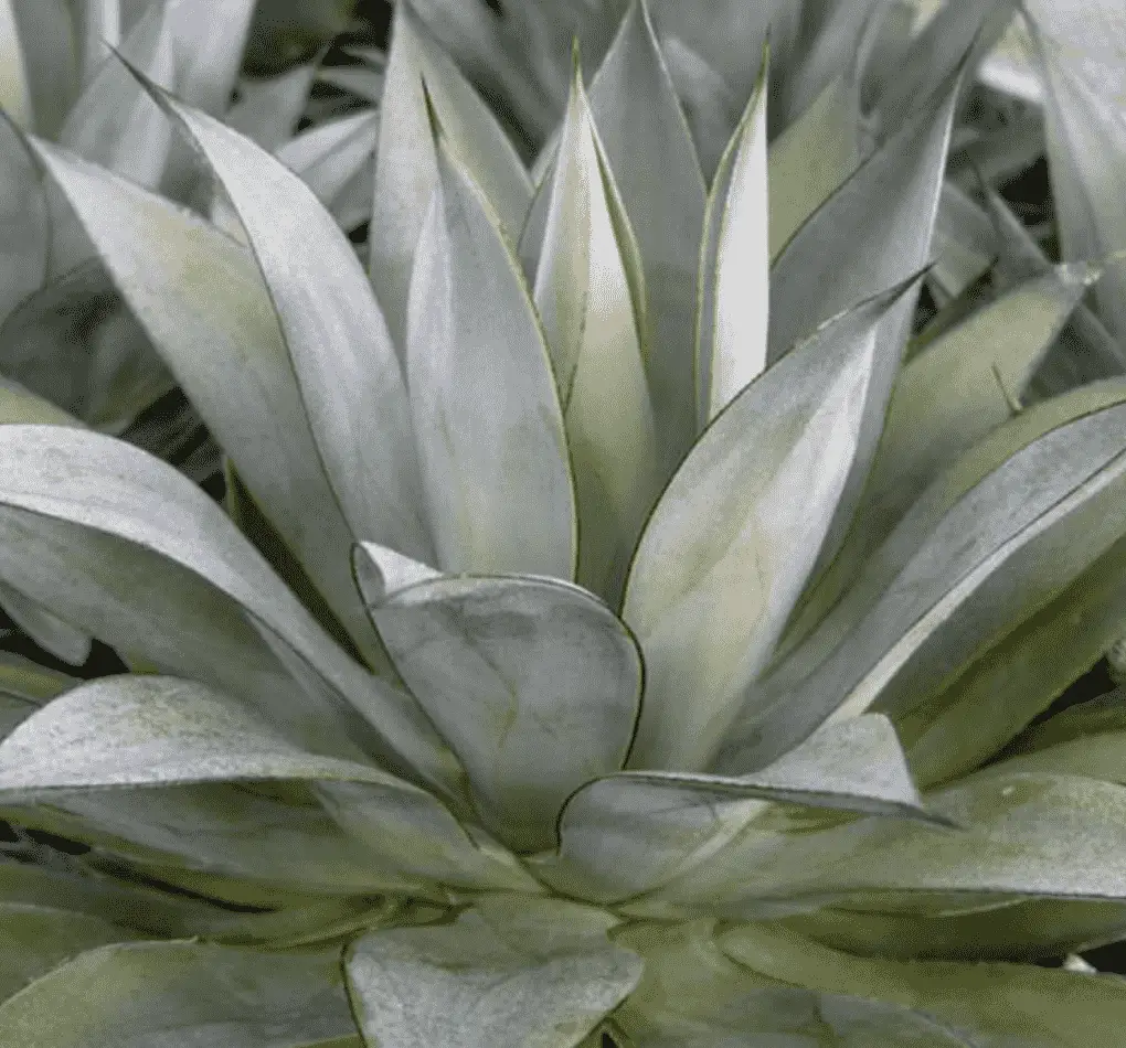 Agave 'Moonshine'