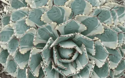 Agave ‘Kissho Kan’