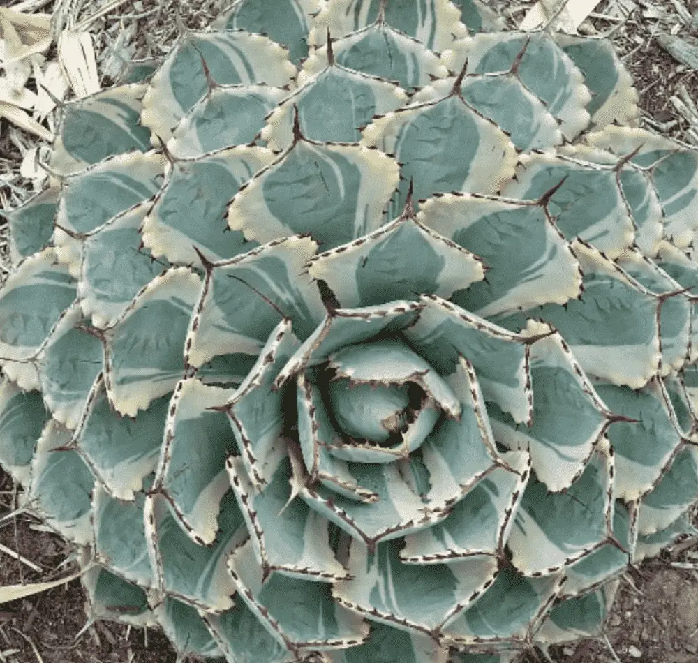 Agave 'Kissho Kan'