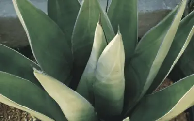 Agave ‘Sharkskin Shoes’