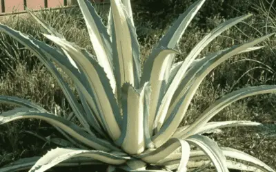 Agave Americana ‘Mediopicta Alba’