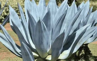 Agave Americana