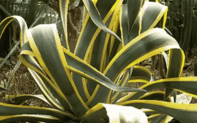 Agave Americana ‘Marginata’