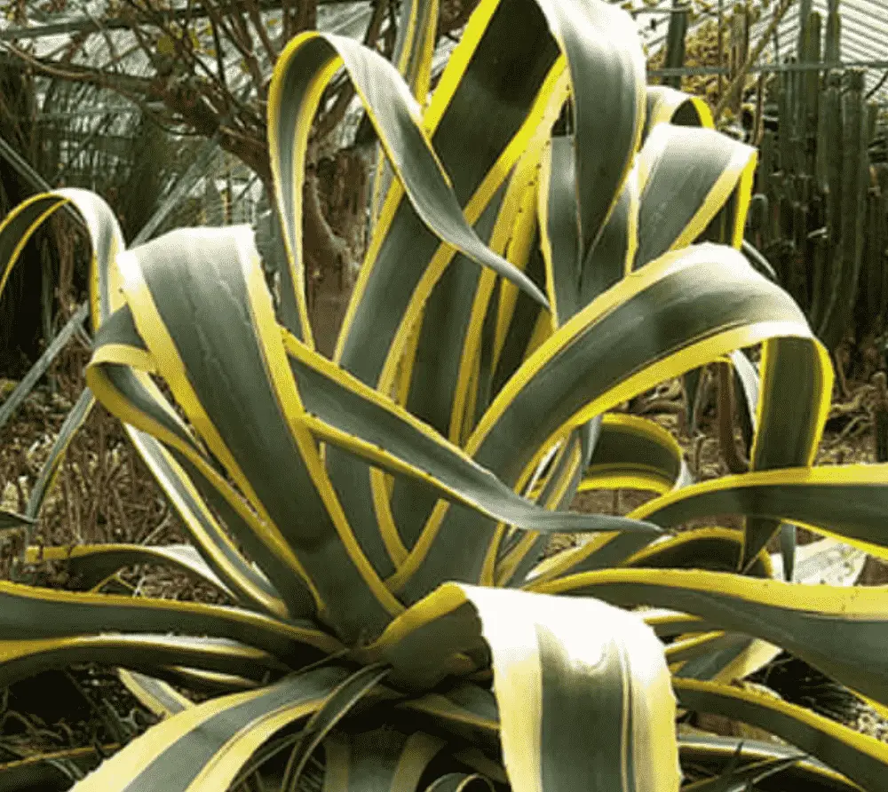 Agave Americana ‘Marginata’