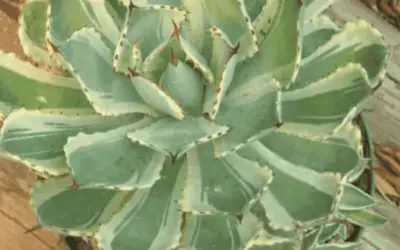 Agave ‘Tradewinds’