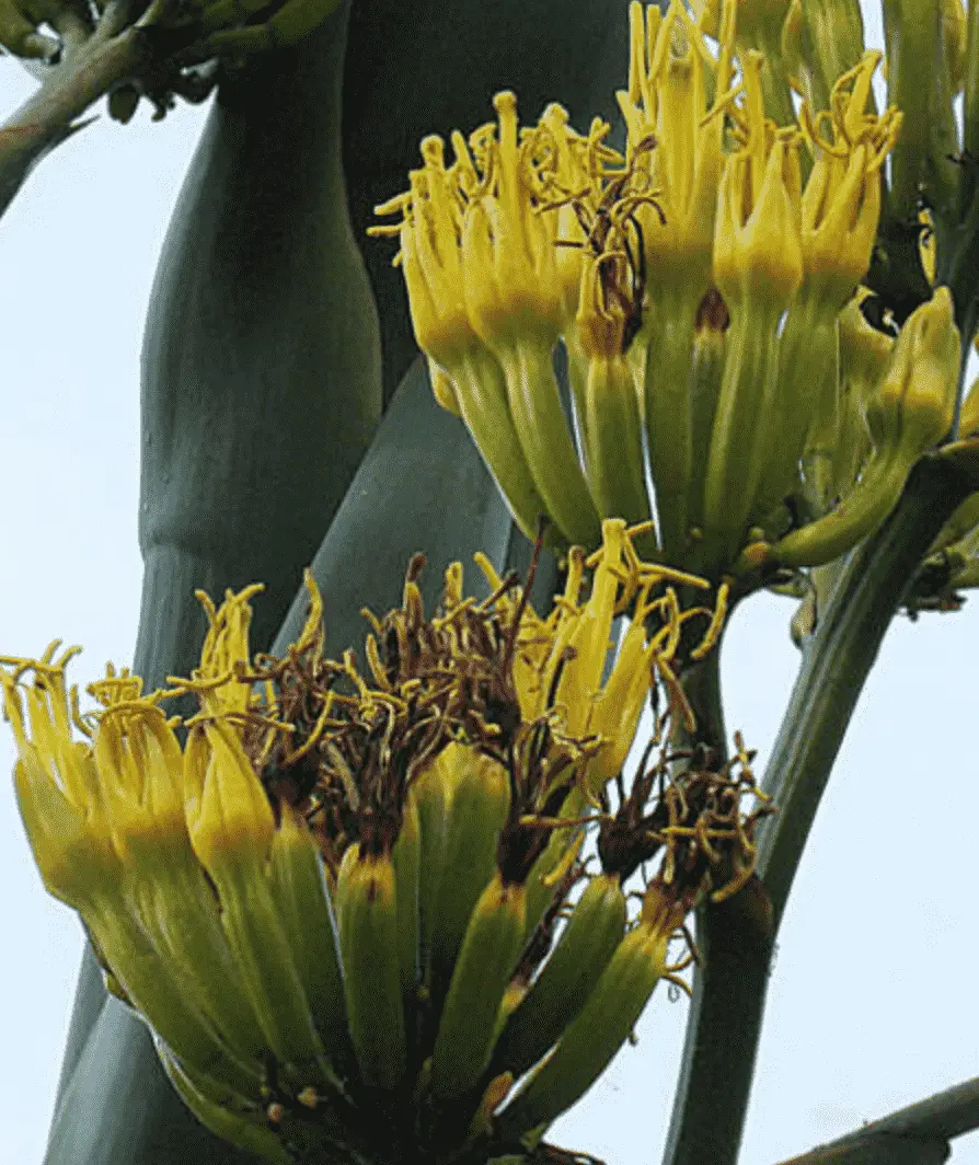 Agave Atrovirens