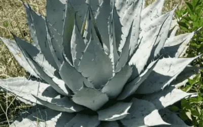 Agave Applanata ‘Gray Agave’