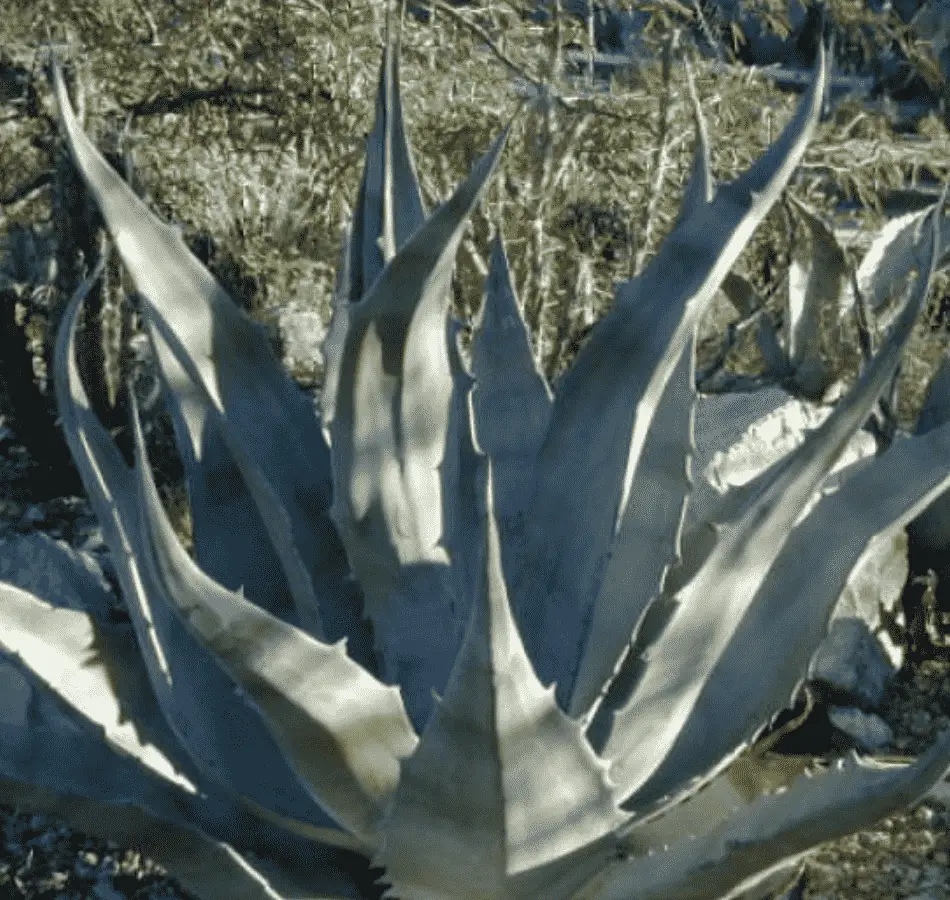 Agave Asperrima